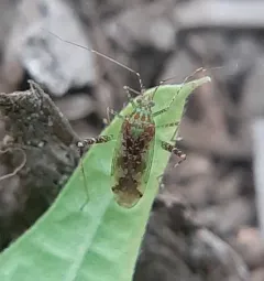 Phytocoris tibialis thumbnail 1