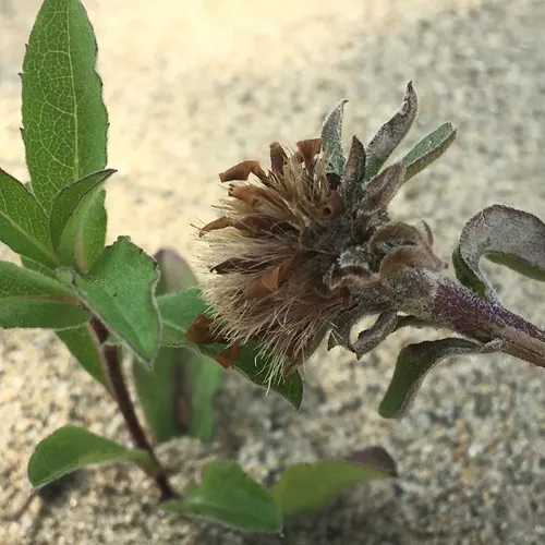 Siberian Aster