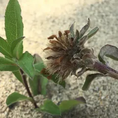 Siberian Aster thumbnail 1