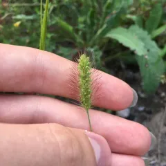 Green Bristle Grass thumbnail 4