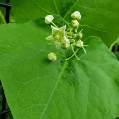 Oneseed Bur Cucumber thumbnail 2