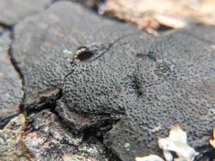 Biscogniauxia mediterranea thumbnail 2