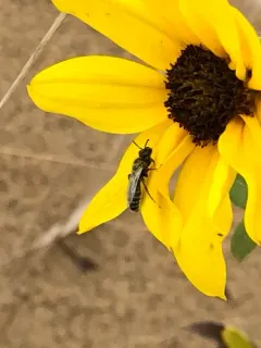 White-winged Fairy Bee thumbnail 2