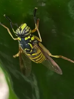 Interrupted Hornet Fly thumbnail 2