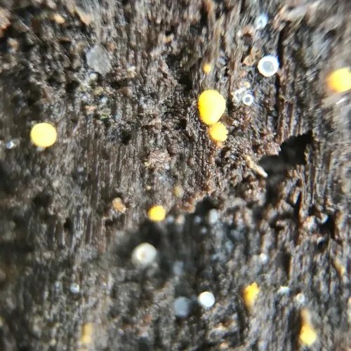 Bactridium flavum