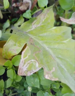 Chrysanthemum Leafminer thumbnail 2