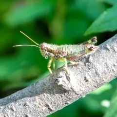 Wingless Mountain Grasshopper thumbnail 3