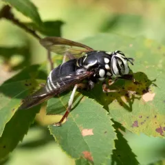 Bald-faced Hornet Fly thumbnail 4