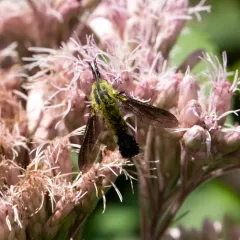 Hunchbacked Bee Fly thumbnail 3