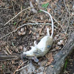 White-footed Mouse thumbnail 3