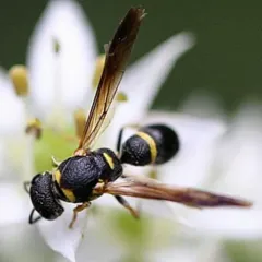 Perennial Mason Wasp thumbnail 3