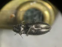 Trim Click Beetle thumbnail 2
