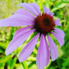purple coneflower thumbnail 2