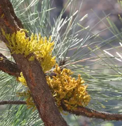 Western Dwarf-Mistletoe thumbnail 3