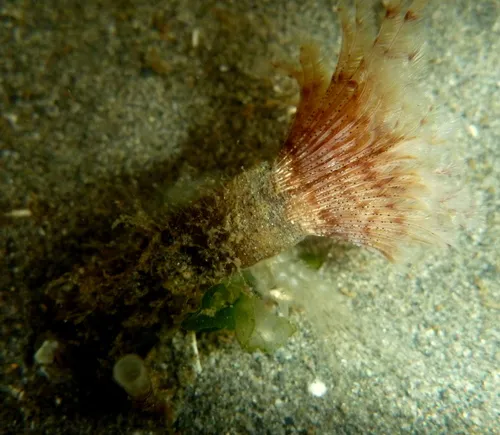 Eudistylia catharinae