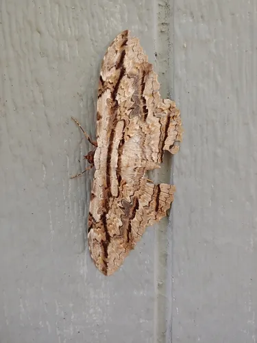 Owl Moth