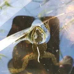 Oregon Spotted Frog thumbnail 2
