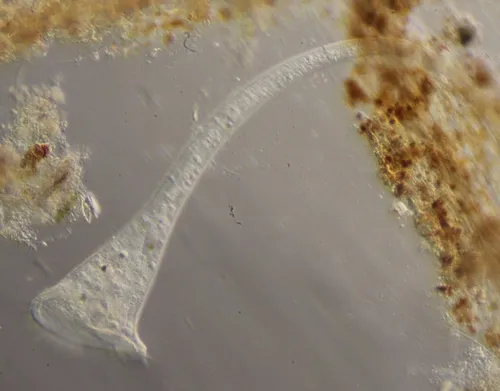 Stentor roeselii