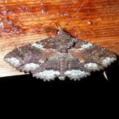 Lunate Zale Moth thumbnail 4