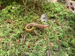 Southern Two-lined Salamander thumbnail 4