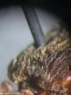 Hooded Click Beetle thumbnail 2