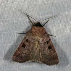 Collared Dart thumbnail 4
