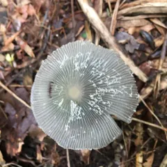 hare's foot inkcap thumbnail 2