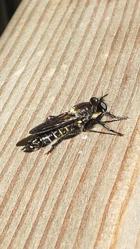 Laphria ferox