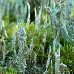 Common Powderhorn thumbnail 3
