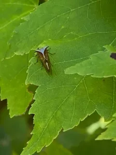 Stictocephala albescens thumbnail 2