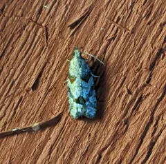 Red-striped Needleworm Moth thumbnail 2