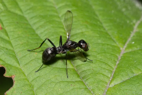 Myrmecothea myrmecoides
