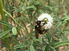 Eight-spotted Scoliid Wasp thumbnail 4