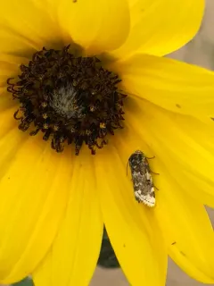 Gold-edged Gem Moth thumbnail 4