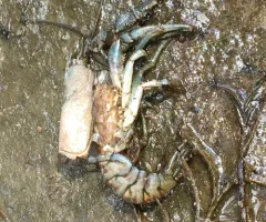 Spinycheek Crayfish thumbnail 2