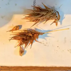 hop sedge thumbnail 2