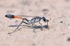 Ammophila harti thumbnail 3