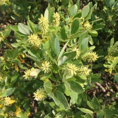 Grayleaf Willow thumbnail 3