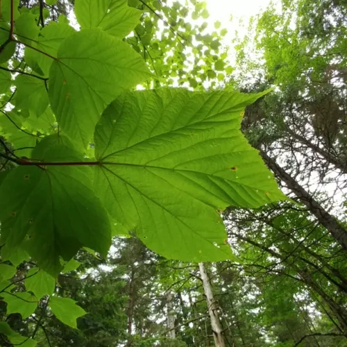 striped maple