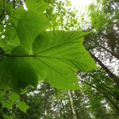 striped maple thumbnail 1