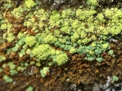 Lecanora epanora thumbnail 2