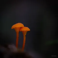 Goblet Waxcap thumbnail 1