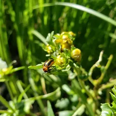 Coreopsis Beetle thumbnail 4