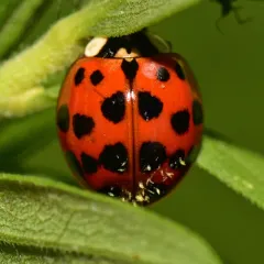 Hesperomyces harmoniae thumbnail 1