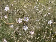 Glandular Baby's-breath thumbnail 3