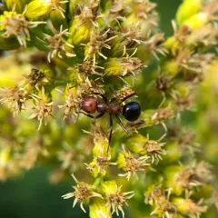 Allegheny Mound Ant thumbnail 2