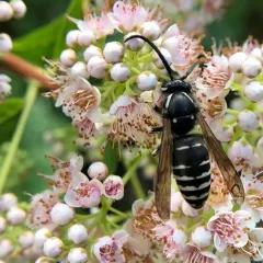 Parasitic Aerial Yellowjacket thumbnail 3