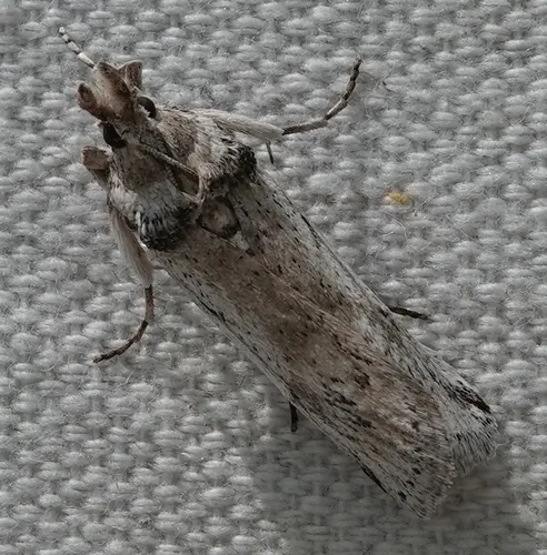 Eastern Cactus-boring Moth