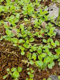 Sprouting Leaf Willow thumbnail 4