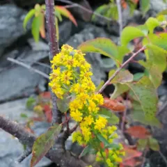 Downy Goldenrod thumbnail 2
